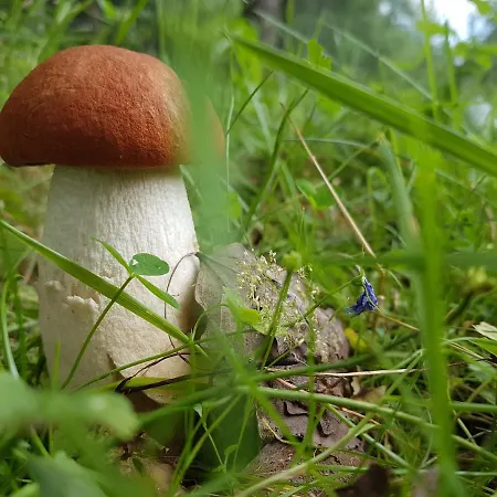 Frühstückspension Stachelisko - I 3*