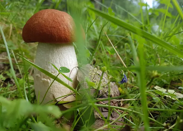 Frühstückspension Stachelisko - I 3*